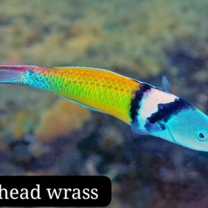 Bluehead Wrass