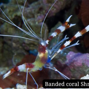Banded Coral Shrimp (Camarón Banda de Coral)