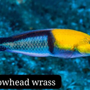 Yellowhead Wrass (Loro Cabeciamarilla)
