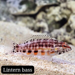 Lintern Bass