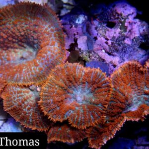 Hongo de San Tomás (Saint Thomas)