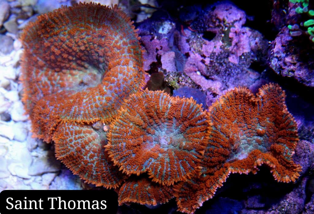 Hongo de San Tomás (Saint Thomas)