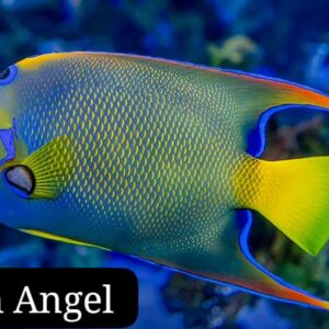 Pez Ángel Reina (Queen Angel)