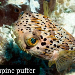 Porcupine Puffer (Pez Puercoespín)