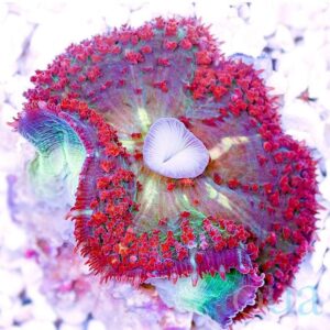 Flame Scallop (Almeja de Fuego)