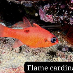 Cardenal de Llama (Flame cardinal)