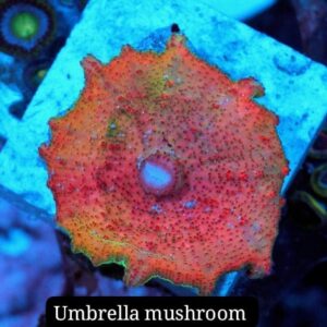 Hongo Sombrilla (Umbrella mushroom)