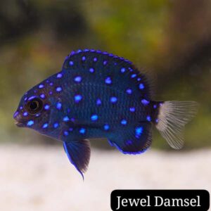 Damisela Joya (Jewel Damsel)