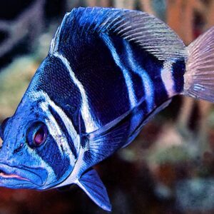 Blue Tang (Pez Cirujano Azul