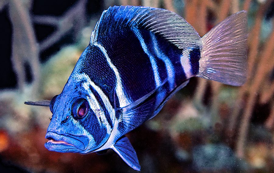 Blue Tang (Pez Cirujano Azul