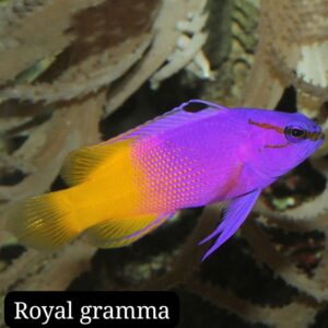 Gramma Real (Royal gramma)