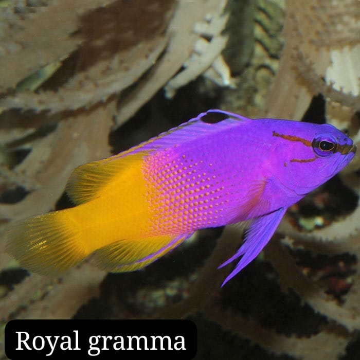 Gramma Real (Royal gramma)