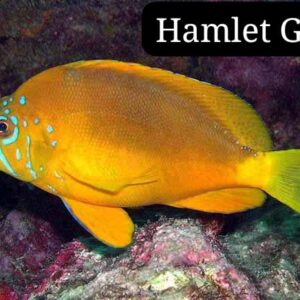 Jaboncillo Dorado (Gold Hamlet)