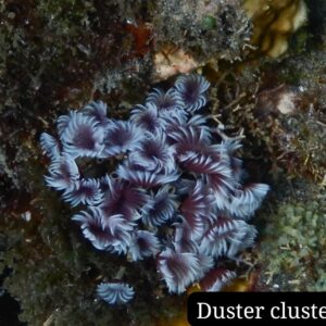 Grupo de Plumeros de Mar (Duster cluster)