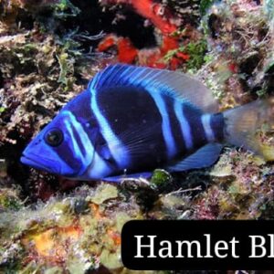 Jaboncillo Azul (Blue Hamlet)