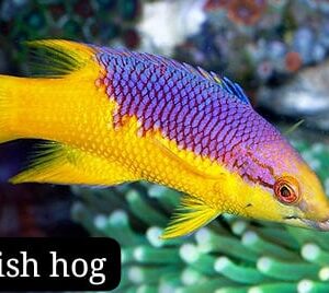 Señorita Española (Spanish hog)