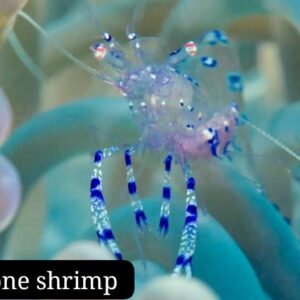 Anemone Shrimp (Camarón Anémona)