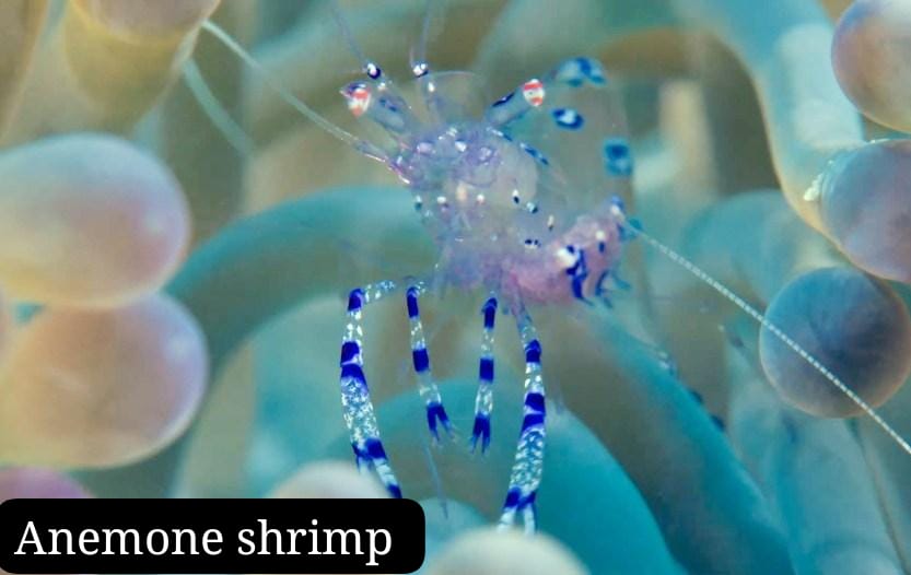 Anemone Shrimp (Camarón Anémona)