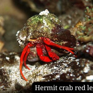 Hermit Crab Red Leg (Cangrejo Ermitaño de Pata Roja)