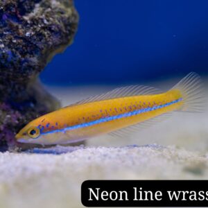 Neon Line Wrass (Lábrido de Línea Neón)