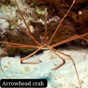 Cangrejo Araña de Punta de Flecha (Arrowhead crab)