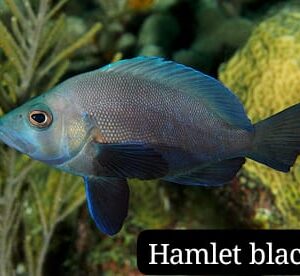 Hamlet Black (Hamlet Negro)