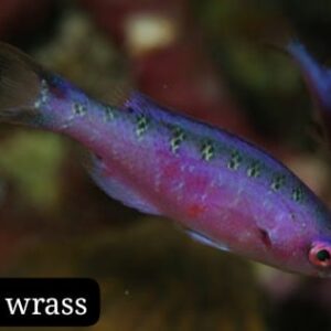 Creole Wrass (Lábrido Creole)