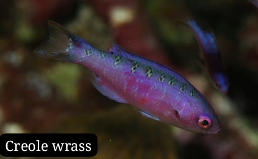 Creole Wrass (Lábrido Creole)
