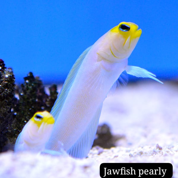 Pez Mandíbula Perlado (Pearly jawfish)