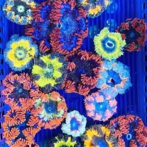 Anémonas Flor de Roca (Rock Flower Anemone)