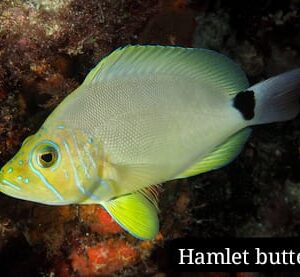 Jaboncillo Mantequilla (Butter Hamlet)