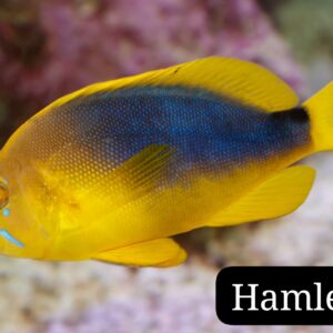 Hamlet Shy (Hypoplectrus unicolor)