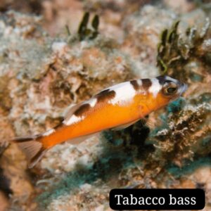 Tobacco Bass (Pez Bajista Tabaco)