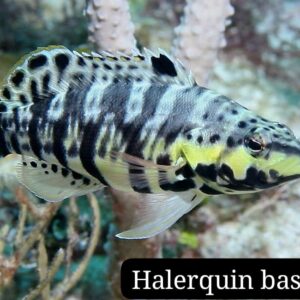 Harlequin Bass (Serranus tigrinus)