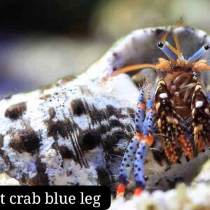 Hermit crab blue leg