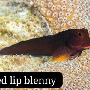 Red Lip Blenny (Blenio de Labios Rojos)