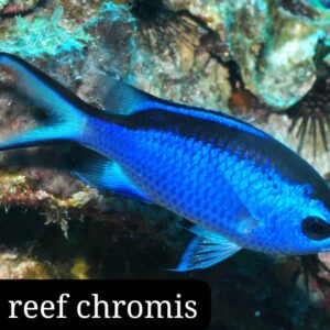 Blue reef chromis
