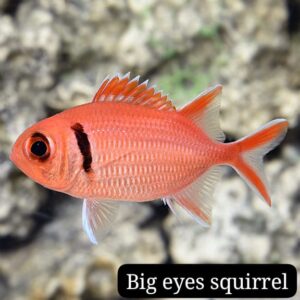 Bigeyes Squirrel (Pez Ardilla de Ojos Grandes)