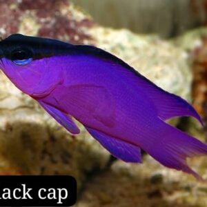 Blackcap Basslet (Gramma de Gorro Negro)