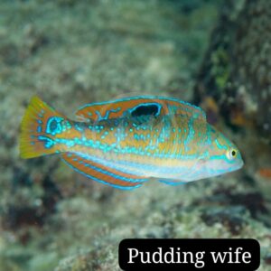 Pudding Wife (Halichoeres radiatus)